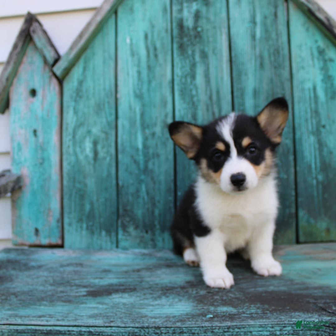 Welsh Corgi Pembroke dogs for sale: Lucky - Image 17