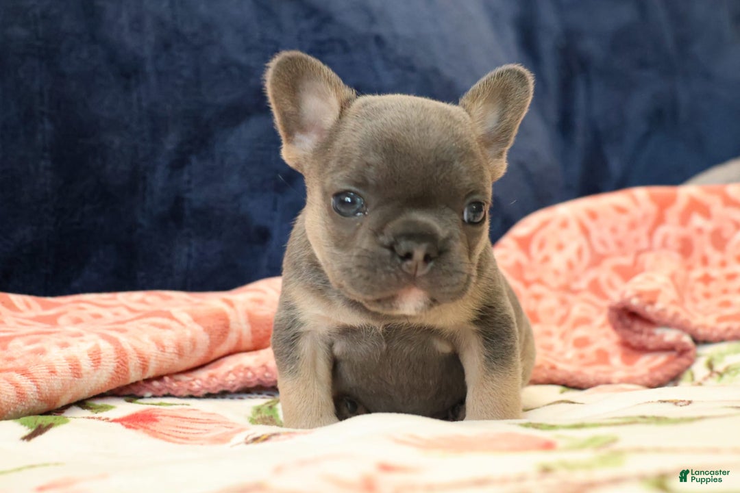 French Bulldog dogs for sale: Cosmo - Image 7