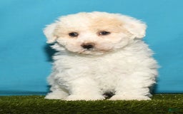 Bichpoo dogs for sale: Micky - Image 7