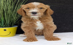 Goldendoodle dogs for sale: Parker - Image 17
