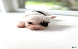 Yorkshire Terrier dogs for sale: Daniel - Image 8