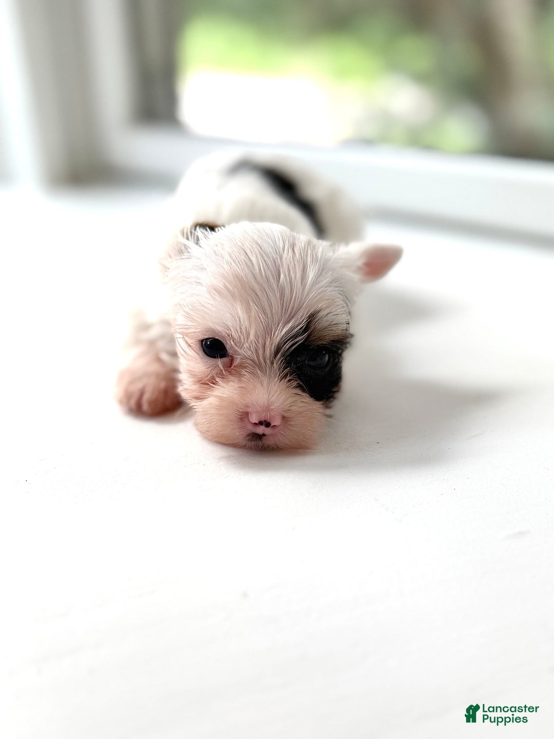 Yorkshire Terrier dogs for sale: Daniel - Image 8