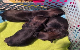 Shih Tzu dogs for sale: Gia - Image 4