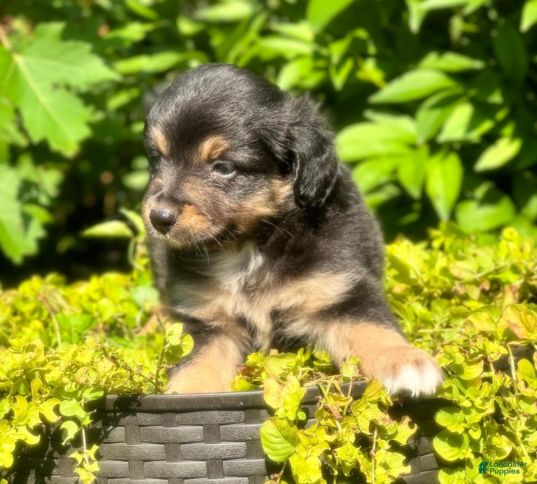 Miniature Australian Shepherd dogs for sale: Coal - Image 4