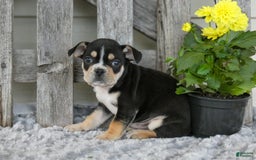 Frenchton dogs for sale: Sutton - Image 3