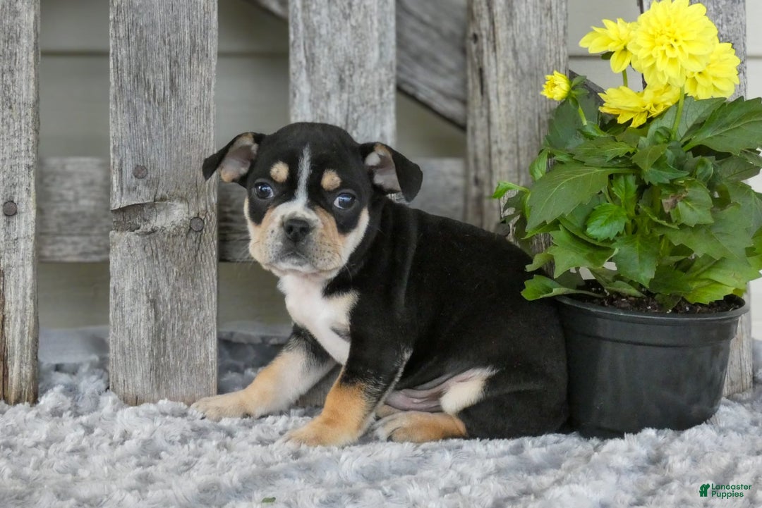 Frenchton dogs for sale: Sutton - Image 3