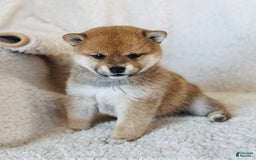 Shiba Inu dogs for sale: Lacey - Image 1