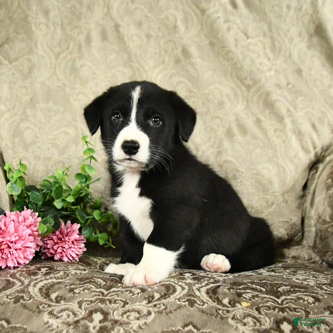Bernese Mountain Dog dogs for sale: Falcon - Image 6