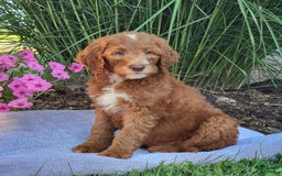 Goldendoodle dogs for sale: Ricky - Image 2