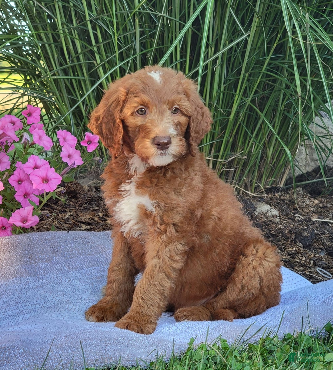 Goldendoodle dogs for sale: Ricky - Image 2