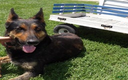 German Shepherd dogs for sale: Trooper - Image 4