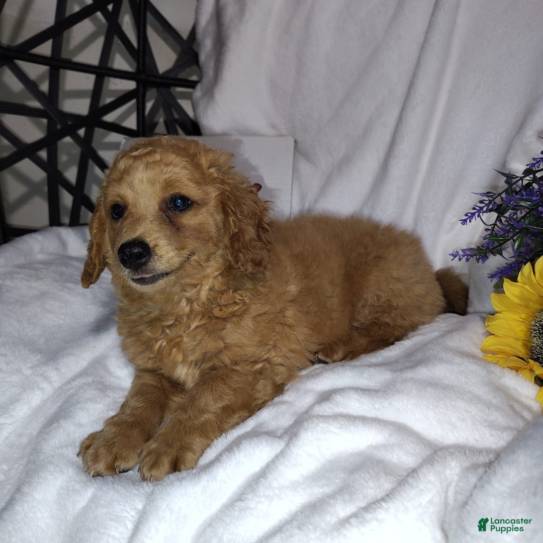 Mini Goldendoodle dogs for sale: Buck - Image 10