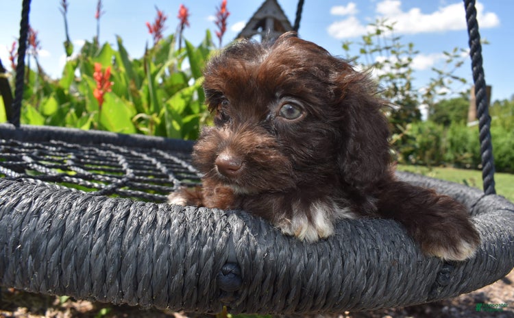 Havapoo dogs for sale - Ad 2