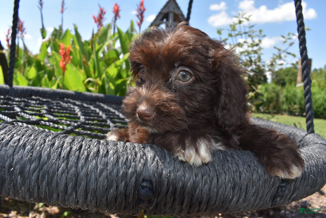 Havapoo dogs for sale: Annie - Image 1