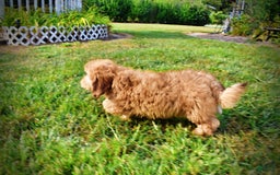 Havapoo dogs for sale: Kewtie - Image 12