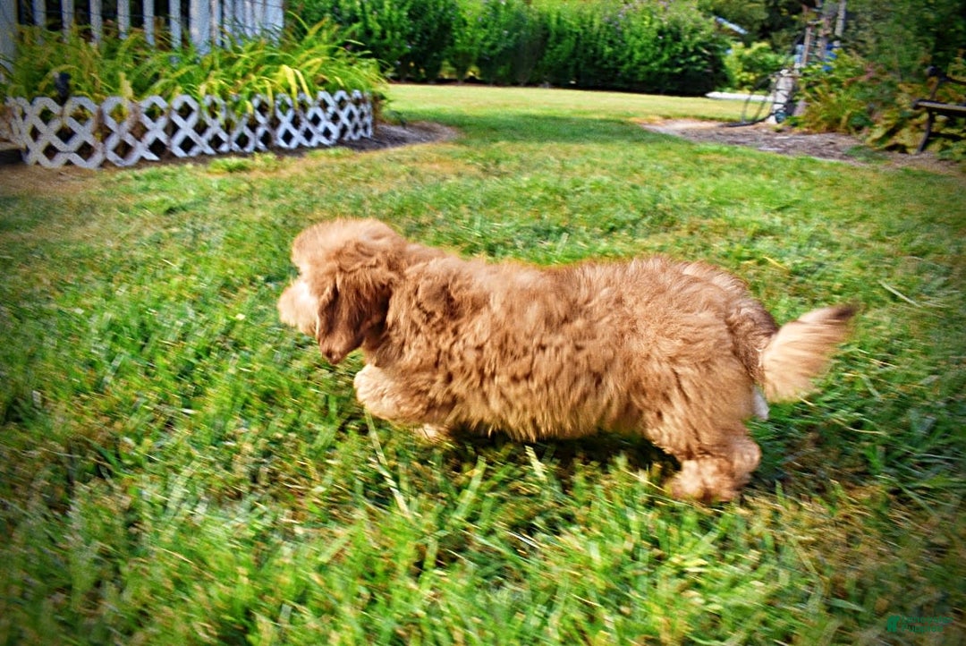 Havapoo dogs for sale: Kewtie - Image 12