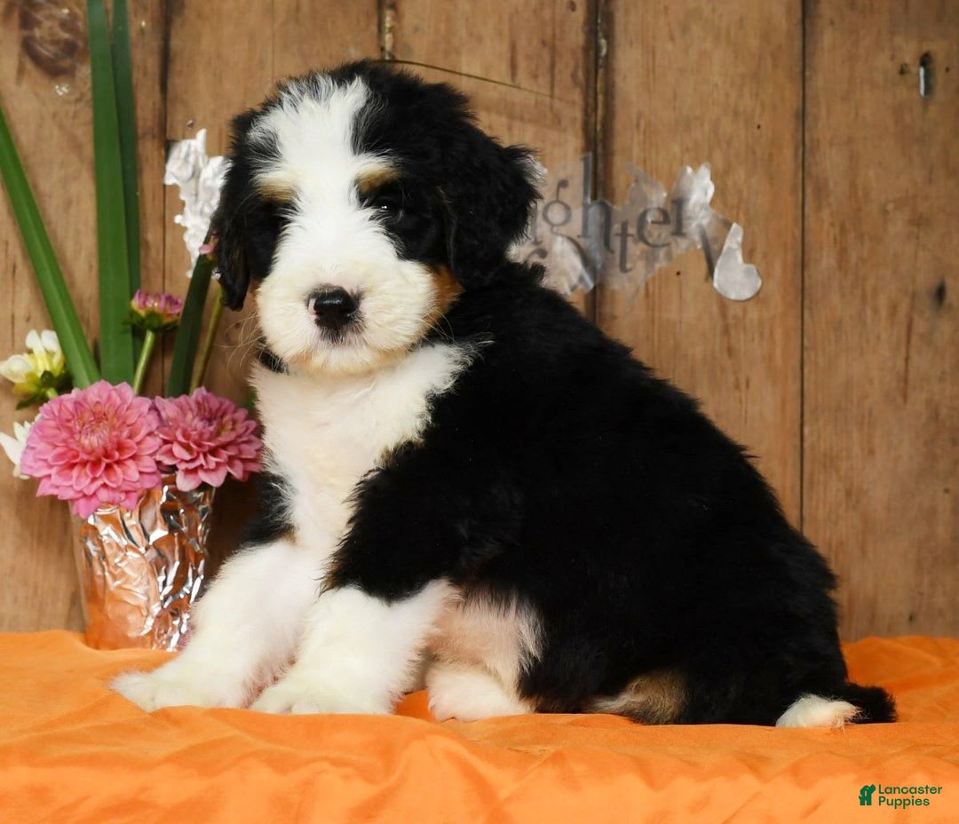 Bernedoodle dogs for sale: Dustin - Image 5