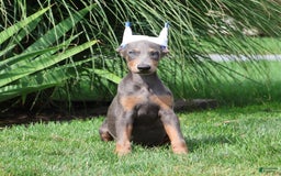Doberman Pinscher dogs for sale: Zoey - Image 2
