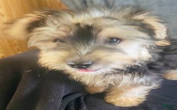 Yorkiepoo dogs for sale: Larry - Image 1