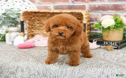 Miniature Poodle dogs for sale: Gloria - Image 7