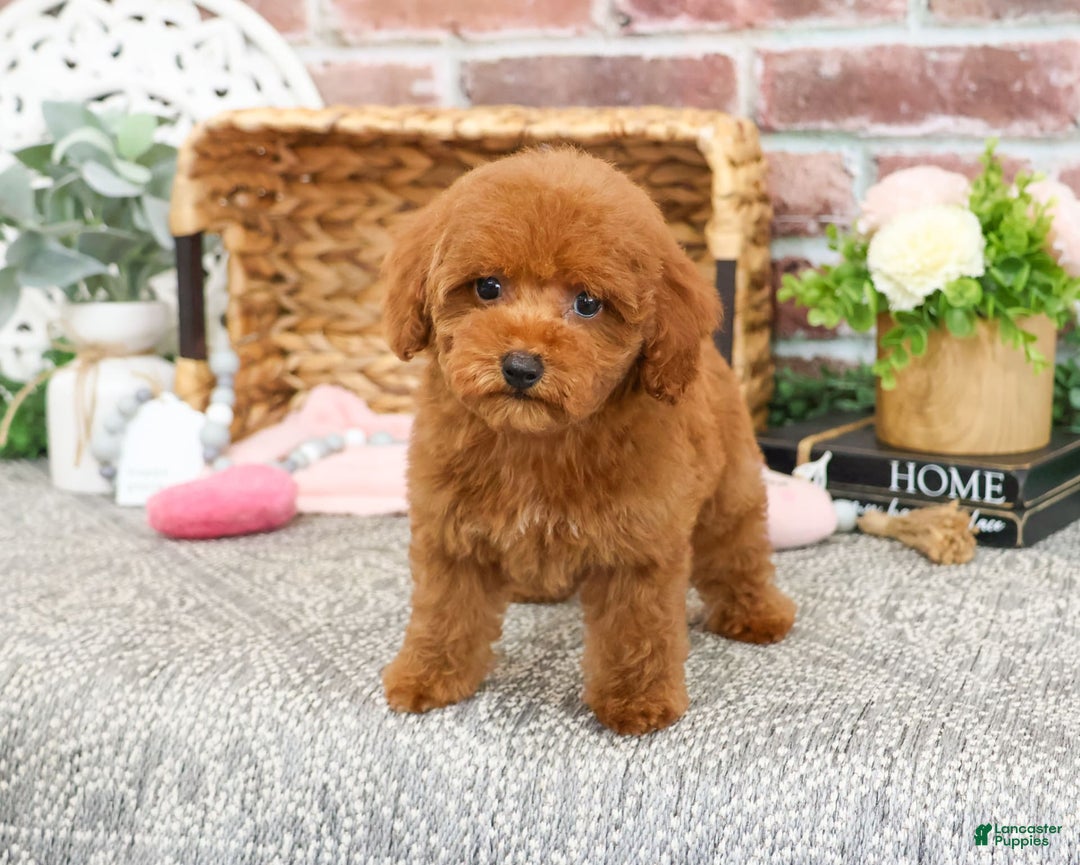 Miniature Poodle dogs for sale: Gloria - Image 7