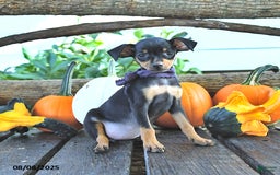 Miniature Pinscher dogs for sale: Fern - Image 1