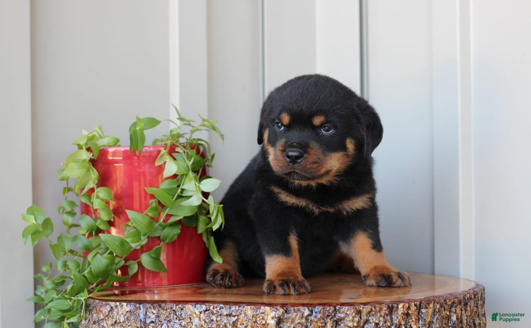 Rottweiler dogs for sale - Ad 4