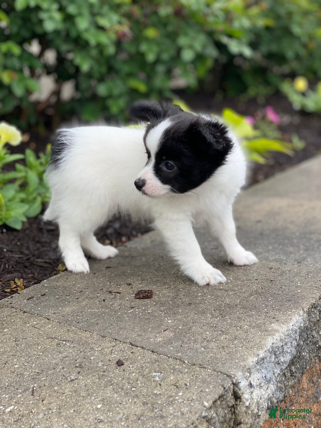 Papillon dogs for sale: Radar - Image 3