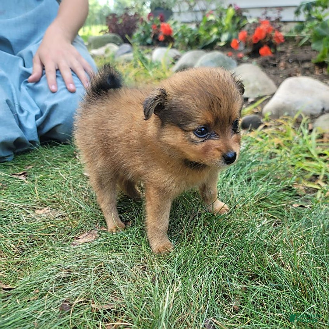 Pomeranian dogs for sale: Chloe - Image 6