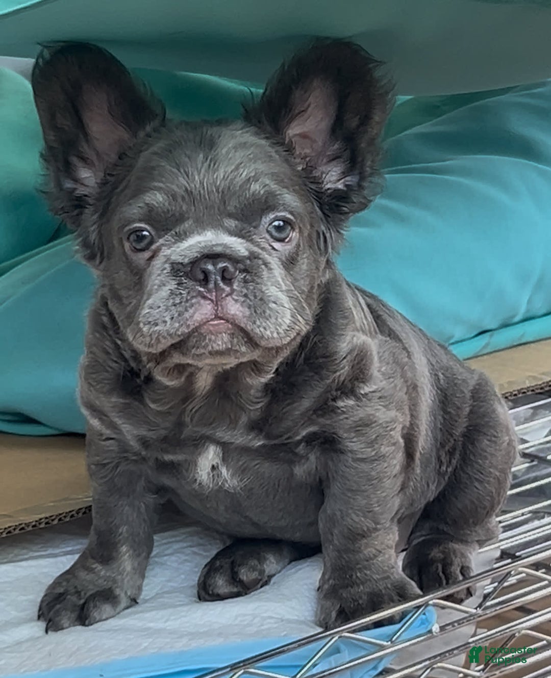 French Bulldog dogs for sale: Rome - Image 2