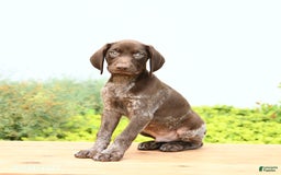 German Shorthaired Pointer dogs for sale: Jack - Image 1