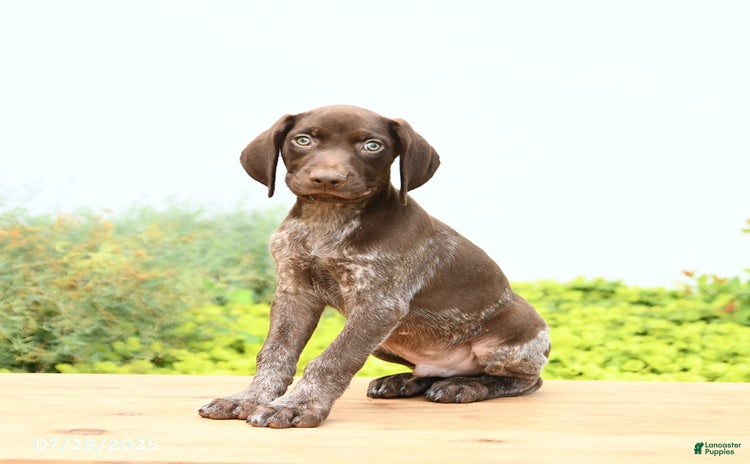 German Shorthaired Pointer dogs for sale - Ad 1