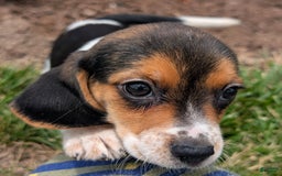 Beagle dogs for sale: Amarena - Image 4