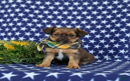 Shorkie dogs for sale: Cruz 9 Lbs Full Grown - Image 3