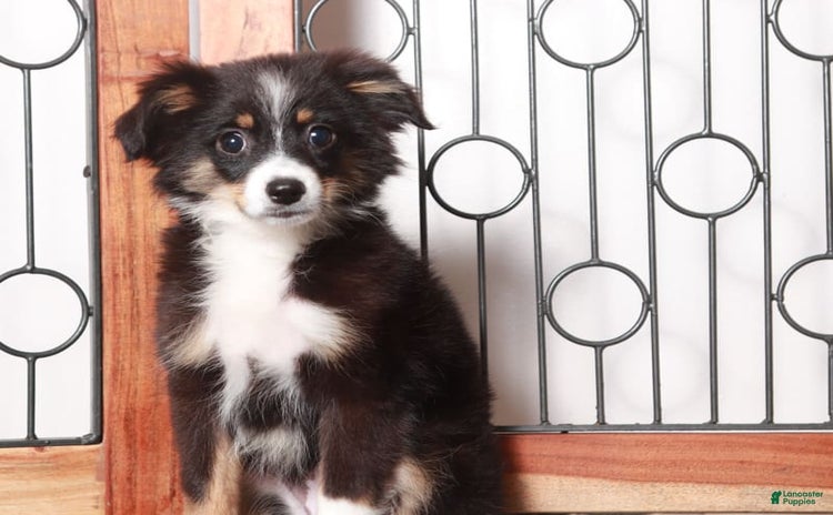 Miniature Australian Shepherd dogs for sale - Ad 5