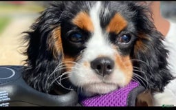 Cavalier King Charles Spaniel dogs for sale: Mr. Wiggles - Image 5