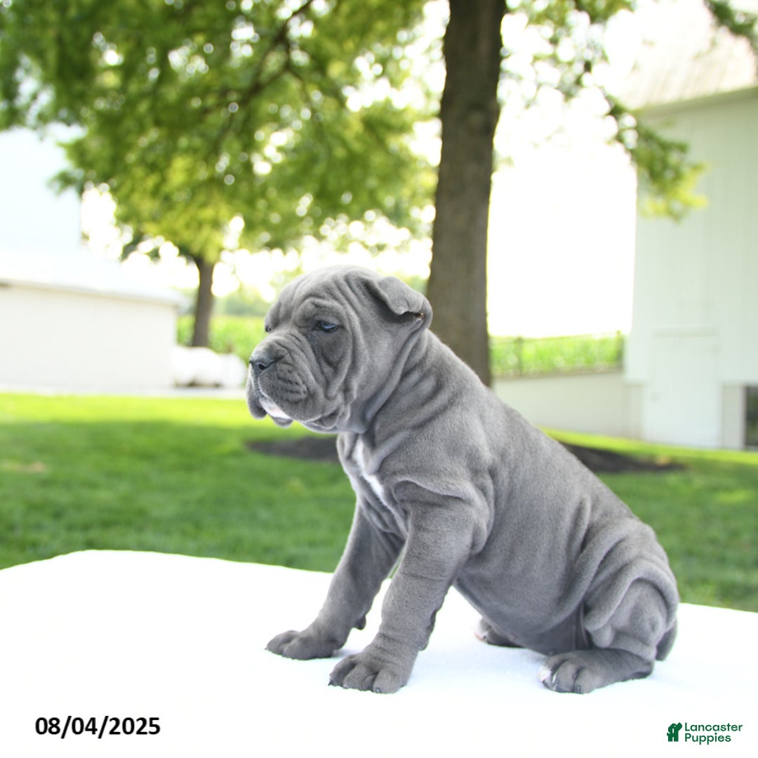 Cane Corso dogs for sale: London - Image 2