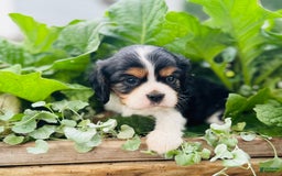 Cavalier King Charles Spaniel dogs for sale: Ray - Image 5