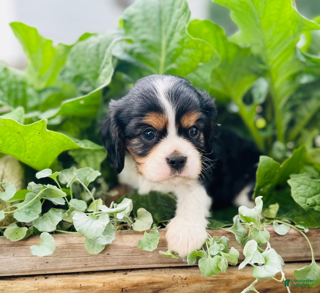Cavalier King Charles Spaniel dogs for sale: Ray - Image 5