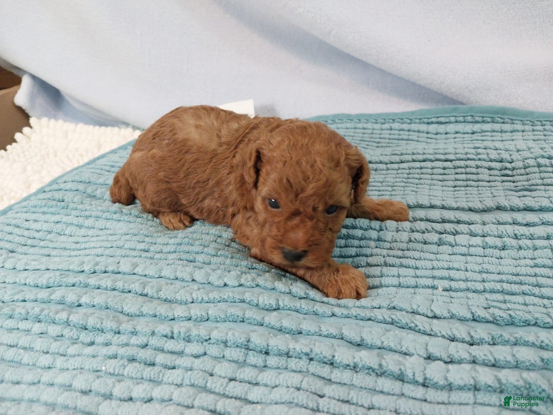 Toy Poodle dogs for sale: Kinley - Image 10