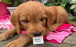 Goldendoodle dogs for sale: Andy - Image 4