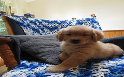 Golden Retriever dogs for sale: Twinkie - Image 26