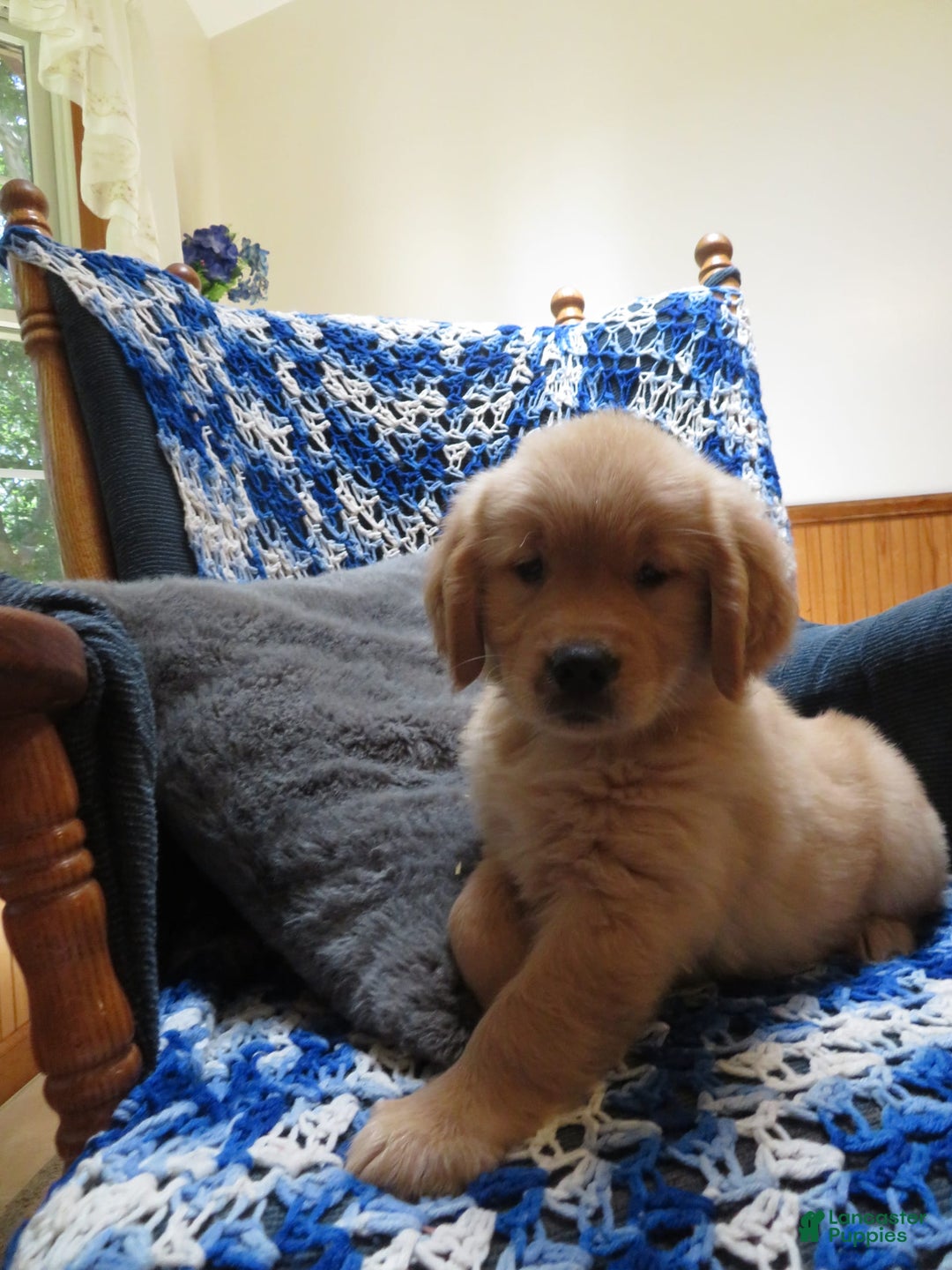Golden Retriever dogs for sale: Twinkie - Image 26