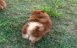 Pomeranian dogs for sale: Winston - Image 1
