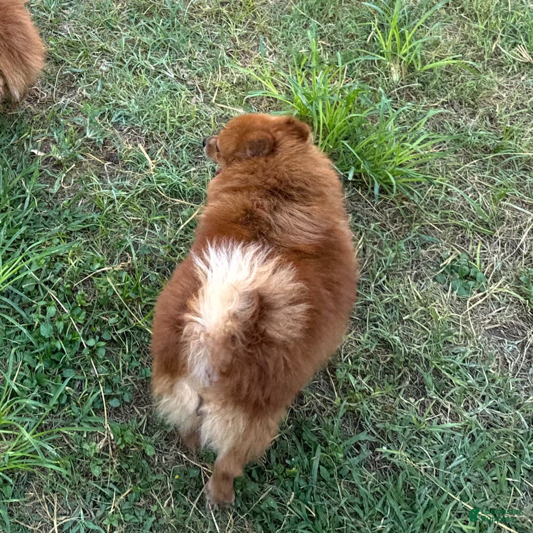 Pomeranian dogs for sale: Winston - Image 1