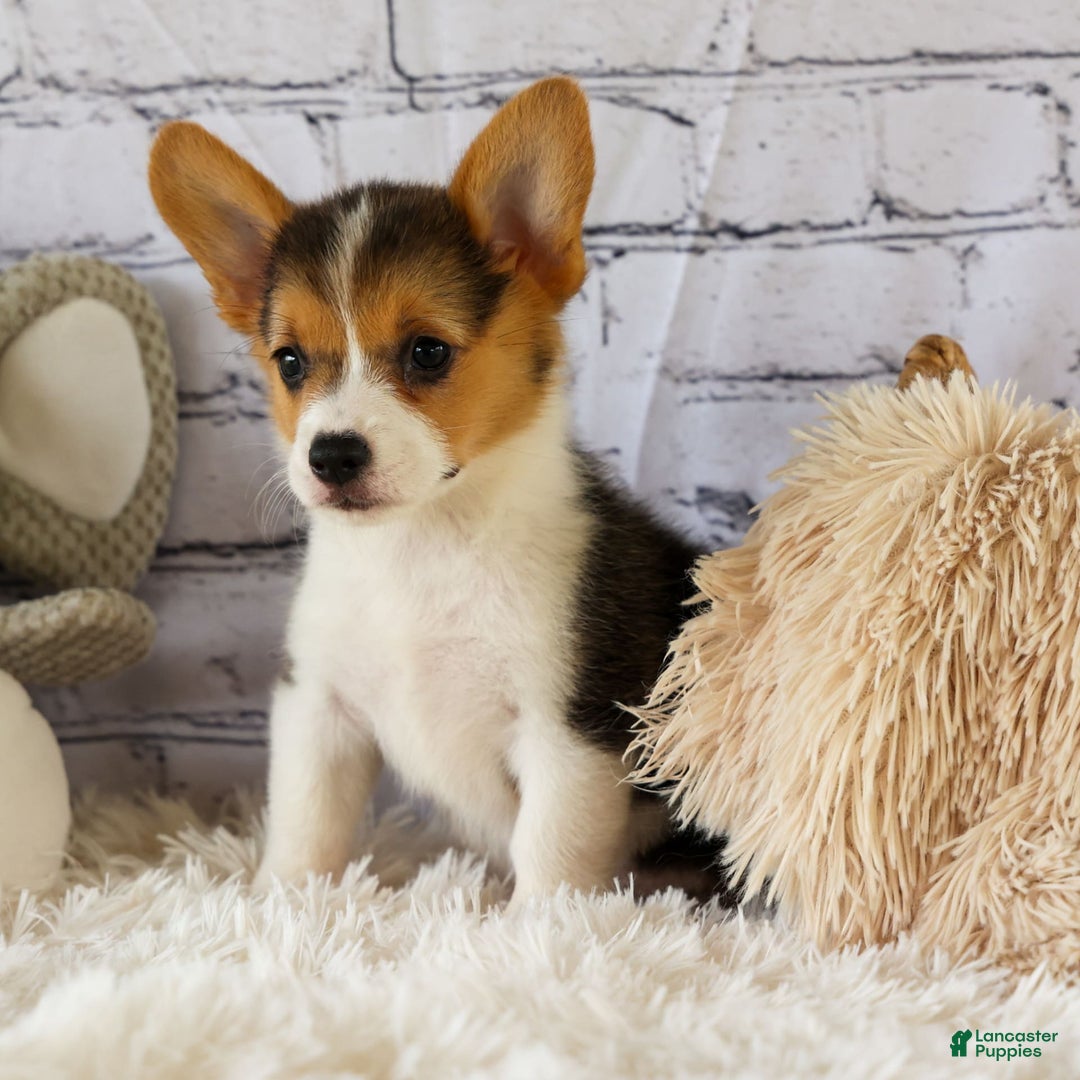 Welsh Corgi Pembroke dogs for sale: Lyla - Image 10