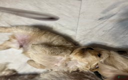 Shih Tzu dogs for sale: Lucy - Image 3