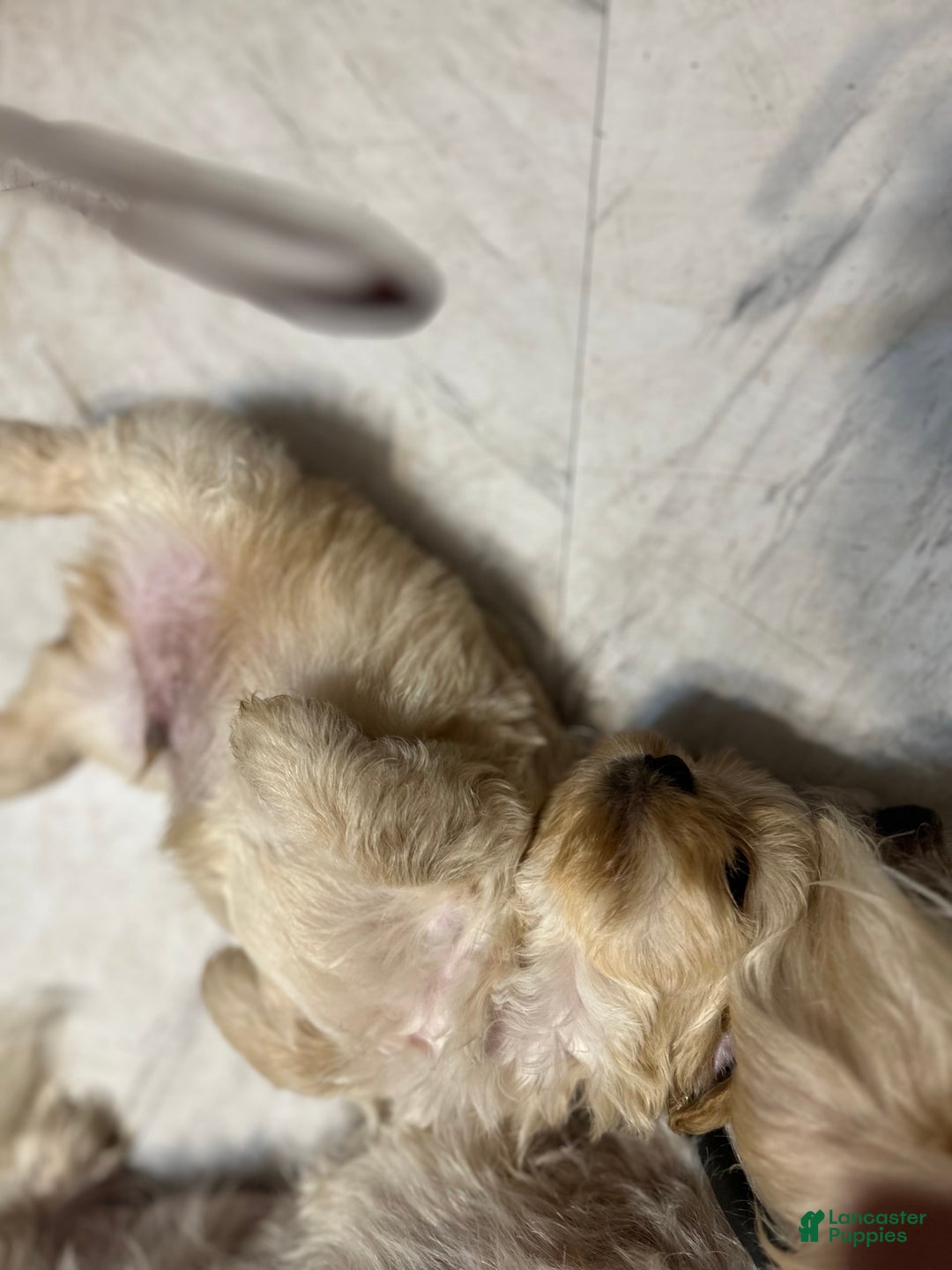 Shih Tzu dogs for sale: Lucy - Image 3