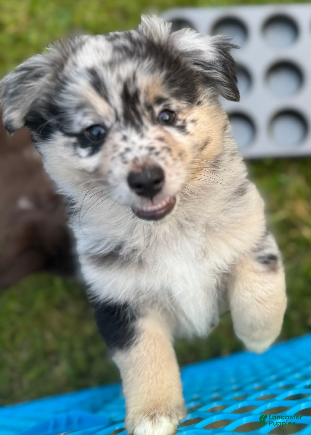 Australian Shepherd dogs for sale: Australian Shepherd 8 puppies - Image 8