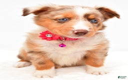 Australian Shepherd dogs for sale: Raine - Image 6
